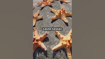 Who lives in a pineapple under the sea? SpongeBob! Quiz! #spongebob #squarepants #quiz #fyp#riddle