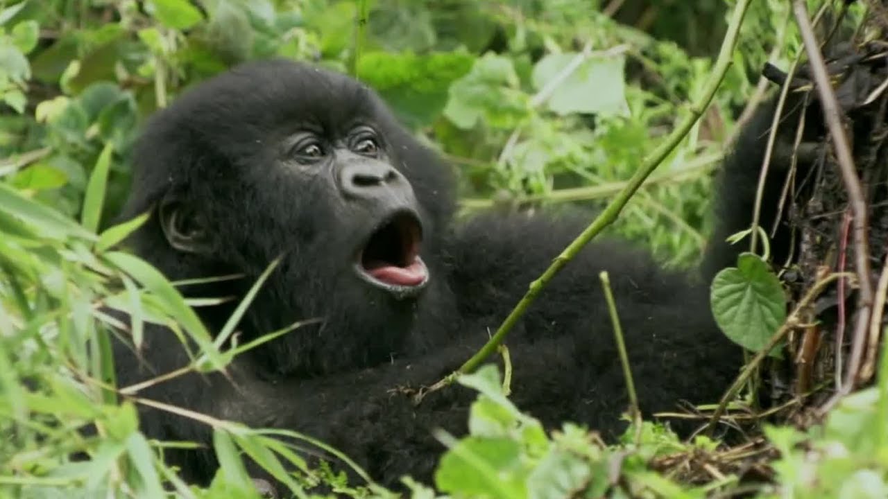 Baby Gorilla Bamboo Feast | Mountain Gorilla | BBC Earth - YouTube