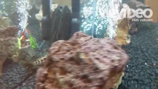Jaguar Cichlid eating tree frog