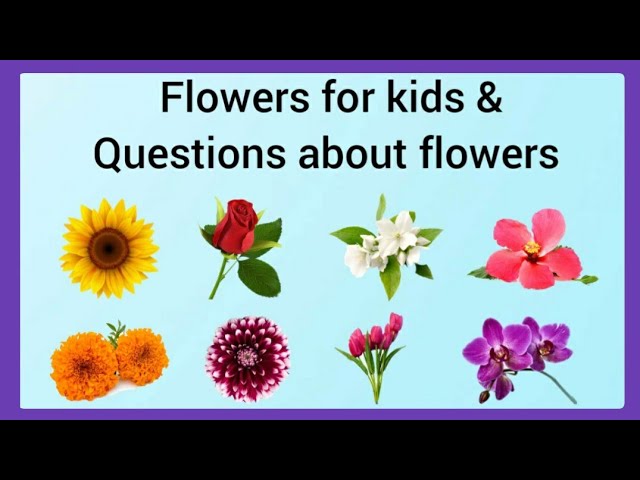 flowers for kids flowers for kindergarten flowers learn about flowers flowers questions and answer youtube