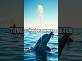Luna the Net Freed Dolphin