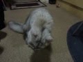 Burmilla Cat, Bellamy is not into Cat Walk の動画、YouTube動画。