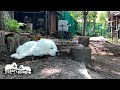 ゆらゆら揺れる木漏れ日で眠るルンルンとアランです Great Pyrenees グレートピレニーズ
