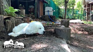 ゆらゆら揺れる木漏れ日で眠るルンルンとアランです　Great Pyrenees　グレートピレニーズ