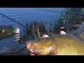 Линь на СОСКУ и рыбалка на ОГРОМНЫХ карасей при помощи МАМАЛЫГИ. My fishing