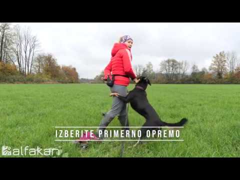 Video: Popkovna Kila Pri Psih - Pasja Kila