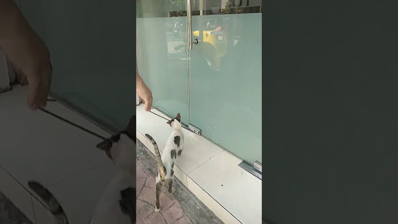 please support Adoption cat