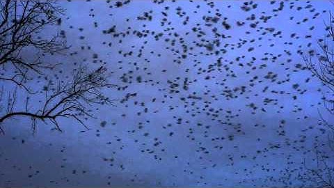 UW Bothell Winter Crow Roost