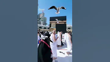خدوني معاكم يا زوار النبي 