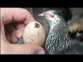 el primer huevo de la gallina de mi hija - primer huevo de gallina