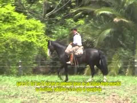 Vídeo: Criollo Argentí De Raça Hípica Hipoal·lergènic, De Salut I De Vida