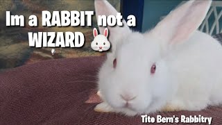 You're a wizard Harry.. ?? | Tito Bern's Rabbitry