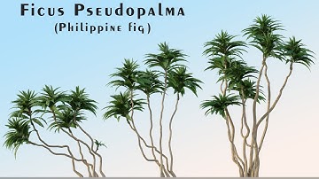 3d model of Ficus pseudopalma Trees (Philippine fig) (3 Trees)