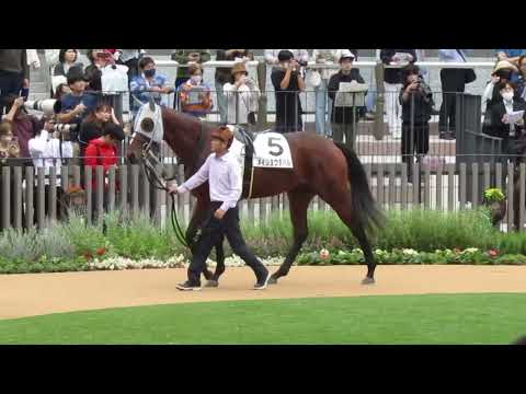 メイショウタバル パドック(メイクデビュー京都)