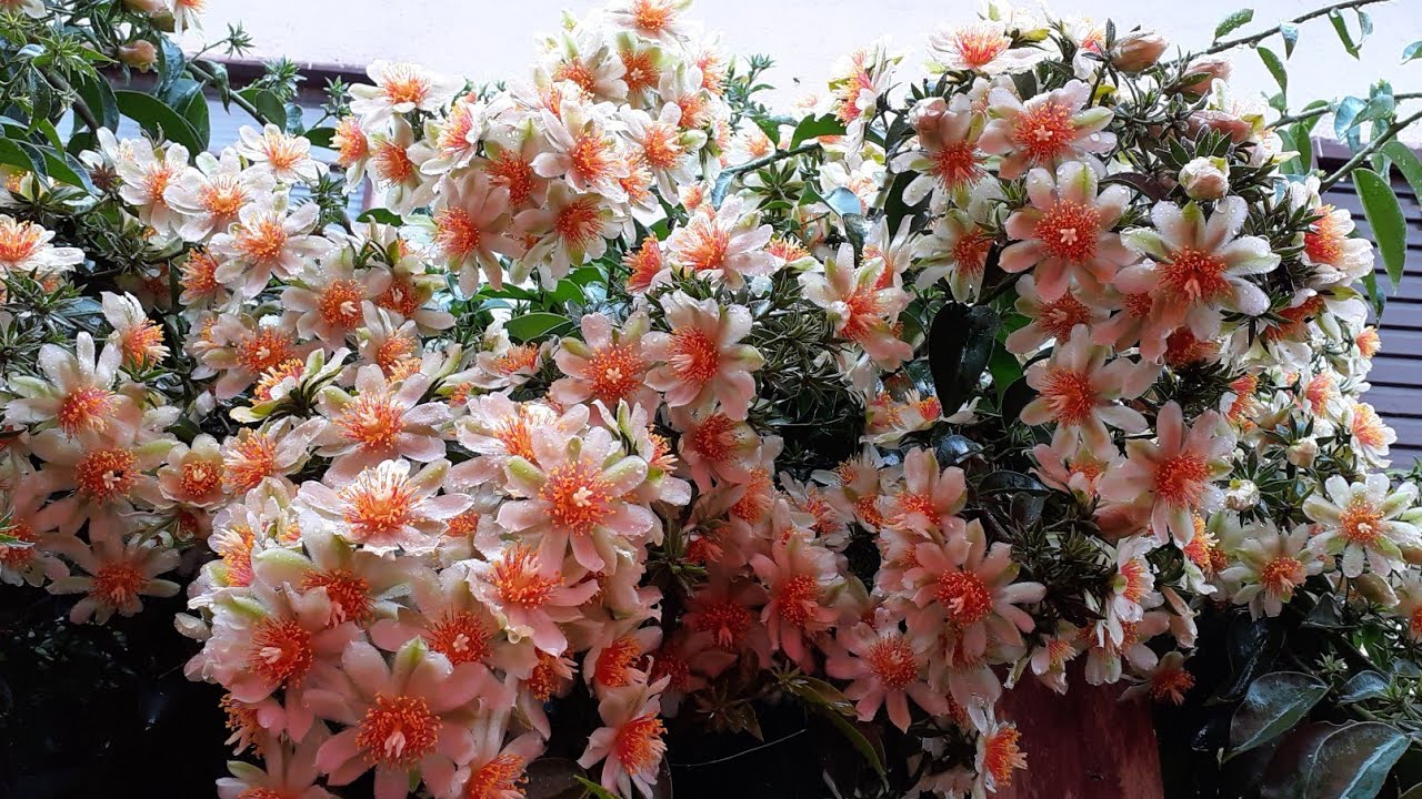 NÃO da flores seu Ora-Pro-Nobis ?? Veja por que!! #dicas