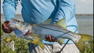 SNOOK FISHING in the *EVERGLADES* with DAVE DENKERT | FISHING | SALTWATER EXPERIENCE