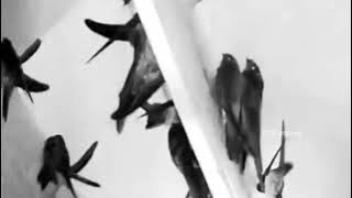 Mix Suara Inap Walet Thailand X Vietnam