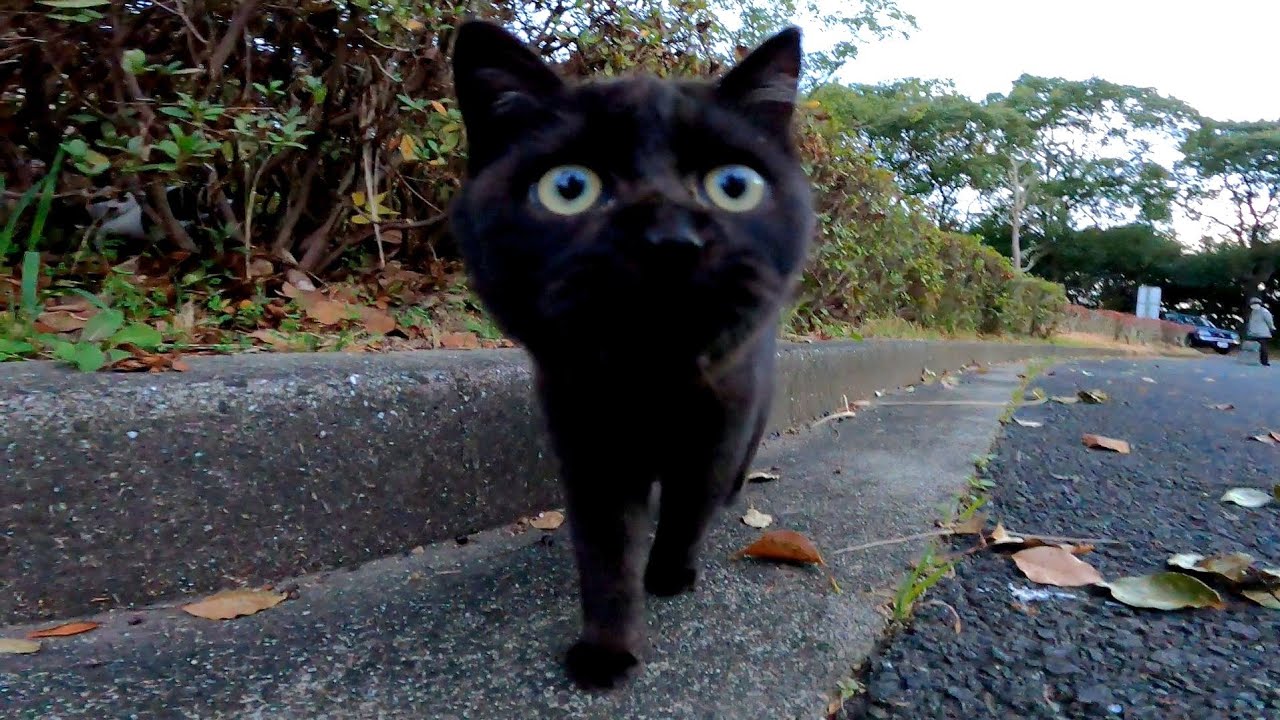 夕方の公園で見かけた子猫の兄弟 とっても甘えん坊な黒猫とちょっと警戒気味のシャム猫の様子が可愛い エウレカねこ部