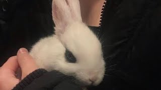 ✮⋆˙ Seu animal perdido volta pra você 𝚂𝚞𝚋𝚕𝚒𝚖𝚒𝚗𝚊𝚕