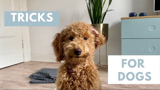 My favorite tricks for dogs  mental exercise for dogs | Toy Poodle Lotti