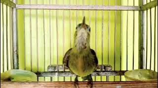 PASTI NYUT‼️Suara kolibri KELAPA Trotol gacor besetan tajam Masteran kolibri manggar gacor