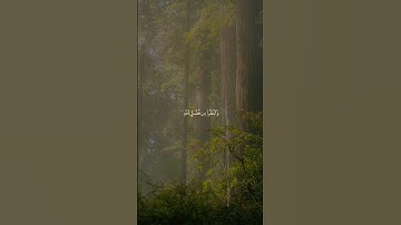 سورة الجمعة للقارئ الشيخ ياسر الدوسري