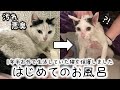 1年半も外で暮らしていた猫を保護！汚れていて臭かったのでお風呂に入れてあげました。