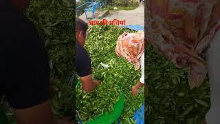 चाय की पत्तियां #funny #tealeaf #bestteae