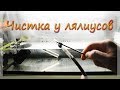 Уборка в аквариуме с мальком лялиуса