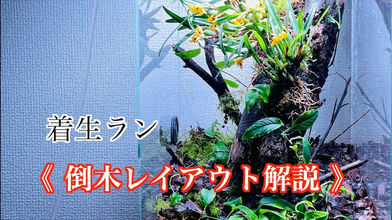 【パルダリウム レイアウト】着生ランのための倒木レイアウト解説【パルダリウム】