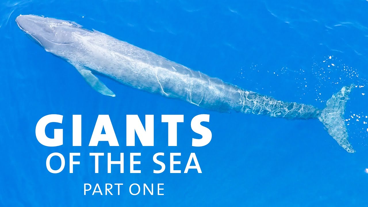 Giants of the Sea Part 1 | American Museum of Natural History