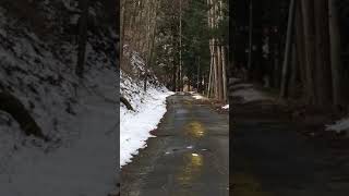 I found the king of wild birds, the copper pheasant, while driving #short #shortvideo #youtubeshort