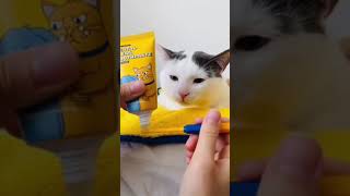 Cat Reaction To Bathing   Why Cats Hate to Bath