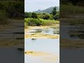Garza en la marisma