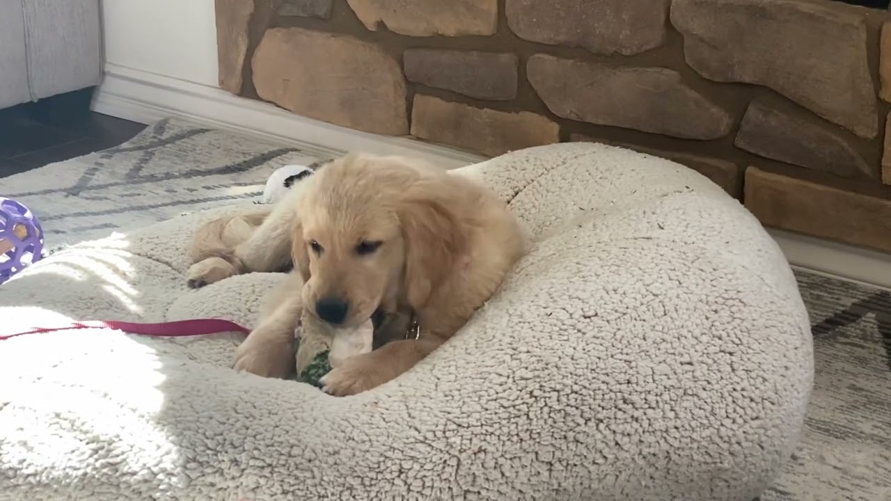 Cutest Teething Puppy Loves Chewing On Frozen Washcloth