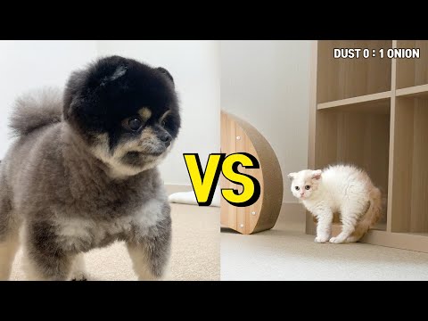 강아지와 아기고양이의 밥그릇 싸움 !! 이번엔 절대 질 수 없다!! Pomeranian Dog and Kitten Fight for Food