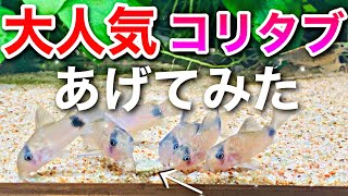 【水槽】コリドラスパンダにコリタブをあげた結果！！【Aquarium】