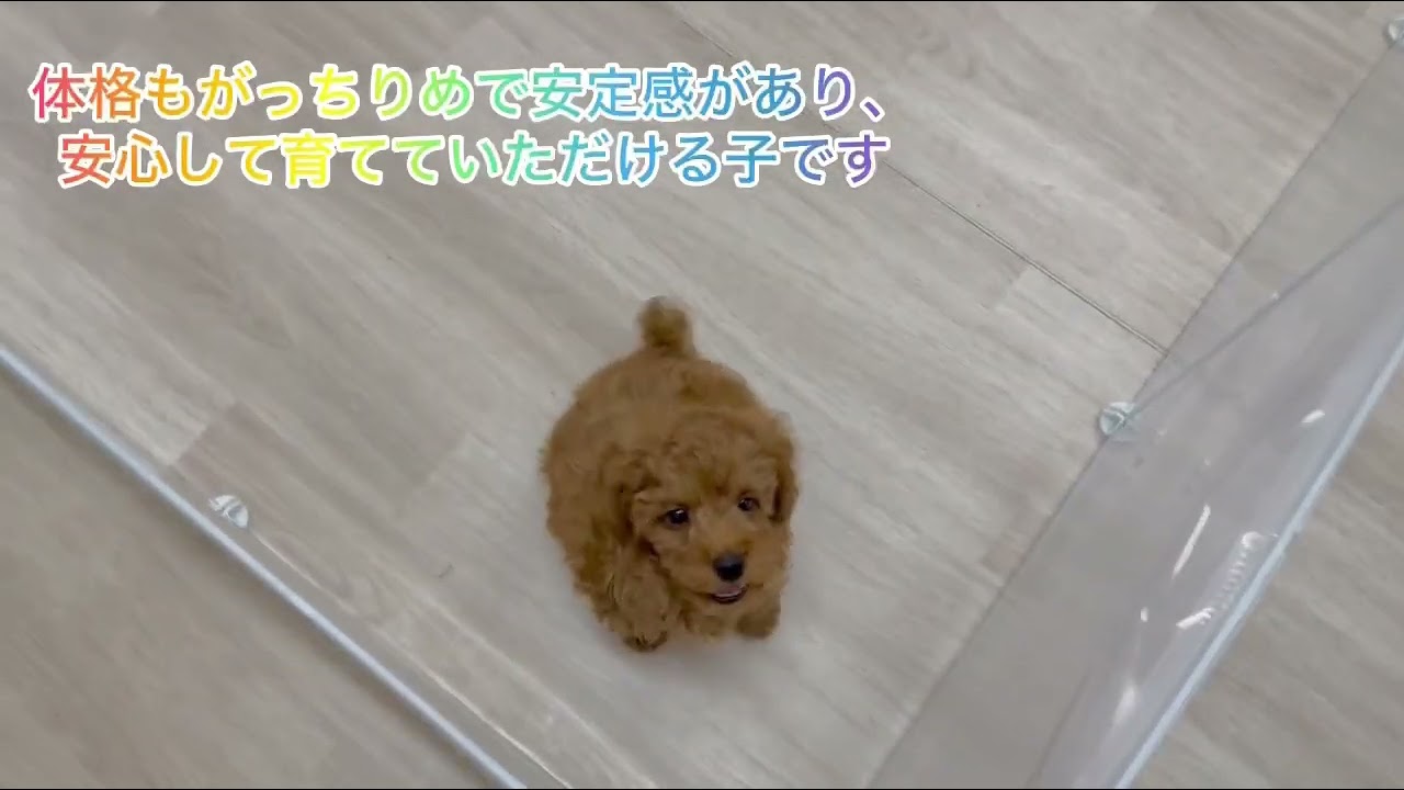 トイプードルくん