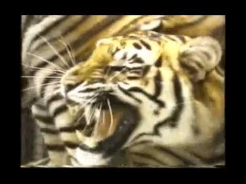 Fort Boyard Theme Le Générique