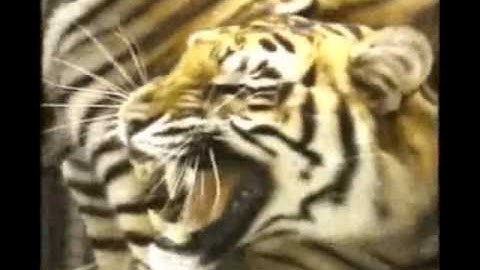 Fort Boyard Theme - Le Générique