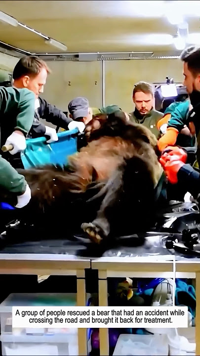 A bear was hit by a car on our way home and it was rescued and taken to the hospital for treatment