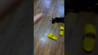 Котететтор!?Моя собака может умереть!!!?? Котететтор!?Моя собака может умереть!!!??