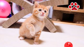 [Rescue Day 40] A miracle happened! A cushion was placed over the sleeping kitten to keep it warm.