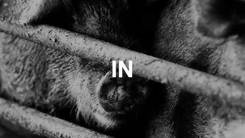 映画『叫び声』特報