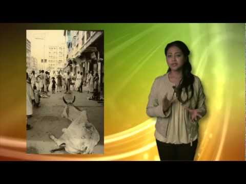 Video: Is alle koeie heilig in Indië?