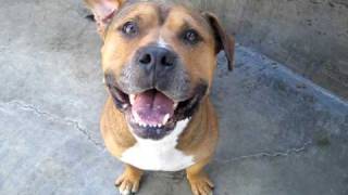 Super Fun King A269827 At Pasadena Humane