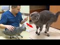 This cat lost all her paws but a surgeon from Siberia did something impossible and helped her