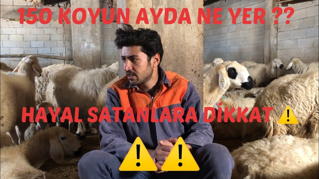 150 KOYUNUN AYLIK MASRAFI VE KAZANCI ! KÖYDE BİR GÜN !!