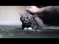 Petting Lil BUB Forever