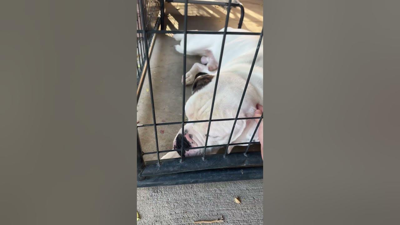Big bones canine rescue dominick a 3 year old american bulldog
